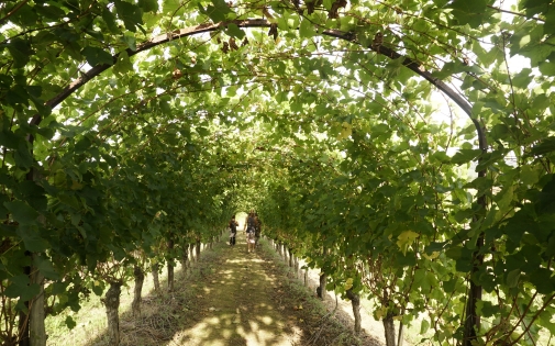 Le Vin au fil des Sens